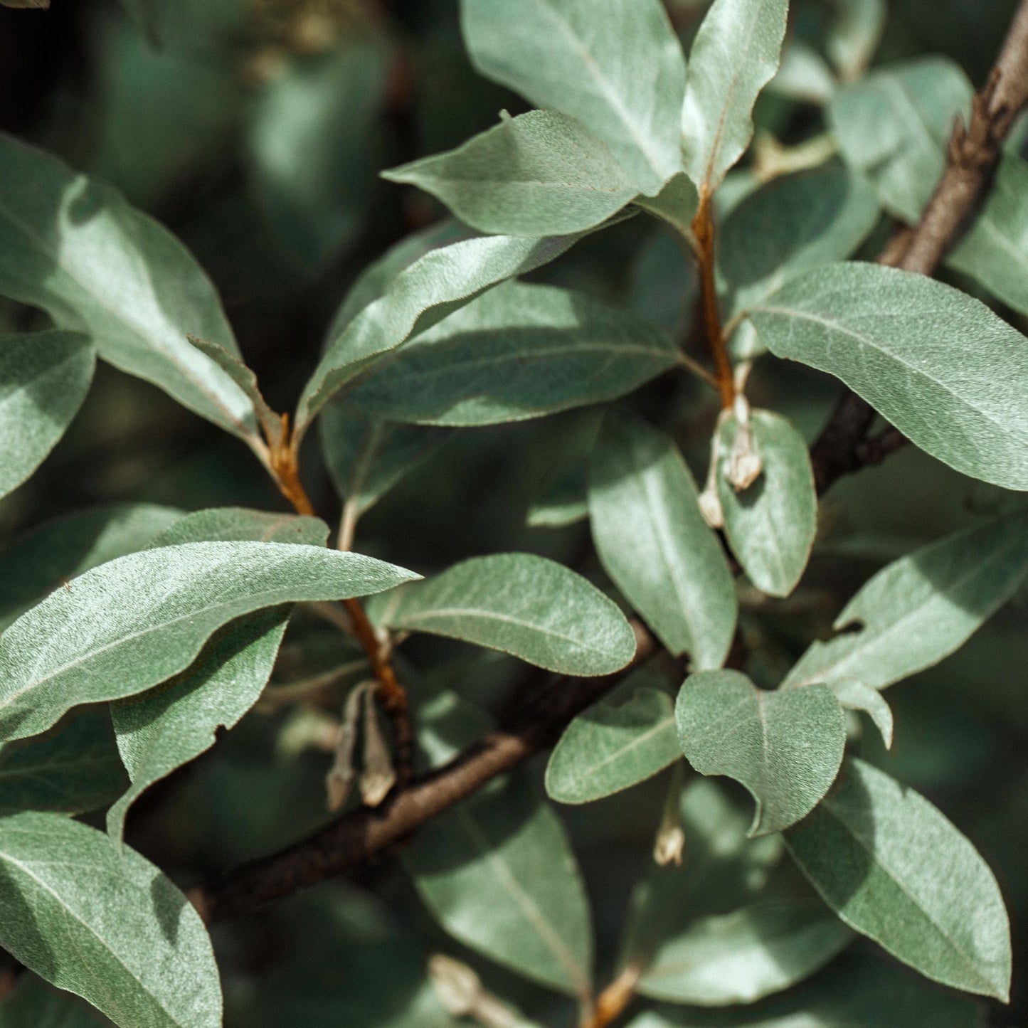 Elaeagnus Compacta: Hardy Evergreen Shrub with Scented Autumn Blooms & Berries - plants - express.com