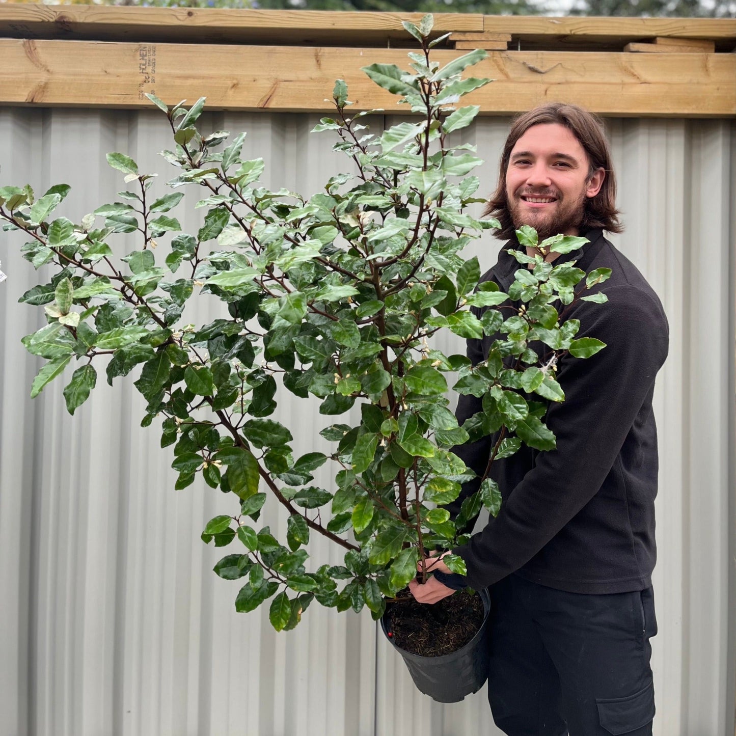 Elaeagnus Compacta: Hardy Evergreen Shrub with Scented Autumn Blooms & Berries - plants - express.com
