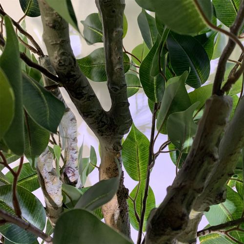 Elegant 100cm Ficus Twist Tree with Silver Decorative Planter - Premium Appeal - plants - express.com