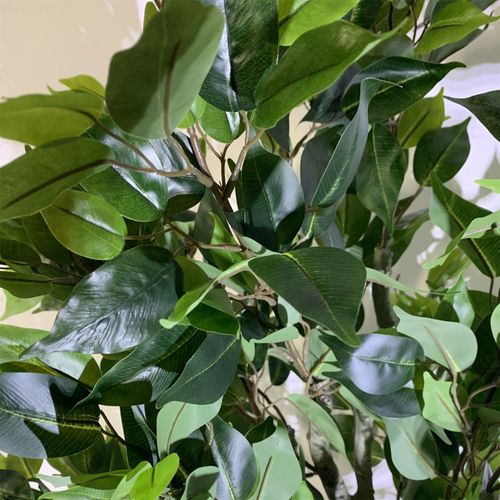 Elegant 100cm Ficus Twist Tree with Silver Decorative Planter - Premium Appeal - plants - express.com
