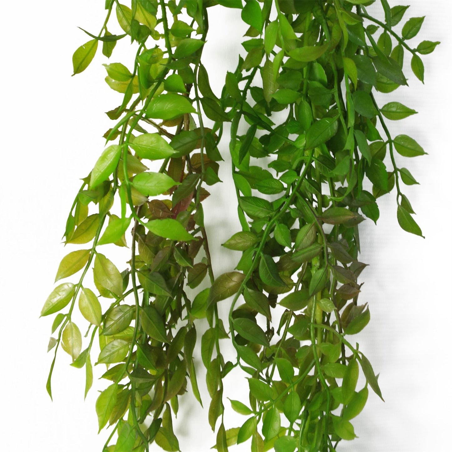 Elegant 100cm Hanging String of Pearls Fern - Lush Dark Green Beauty - plants - express.com