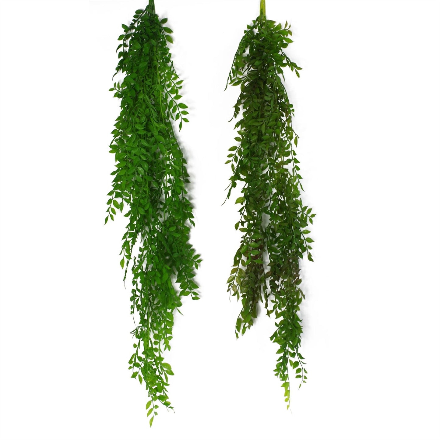 Elegant 100cm Hanging String of Pearls Fern - Lush Dark Green Beauty - plants - express.com