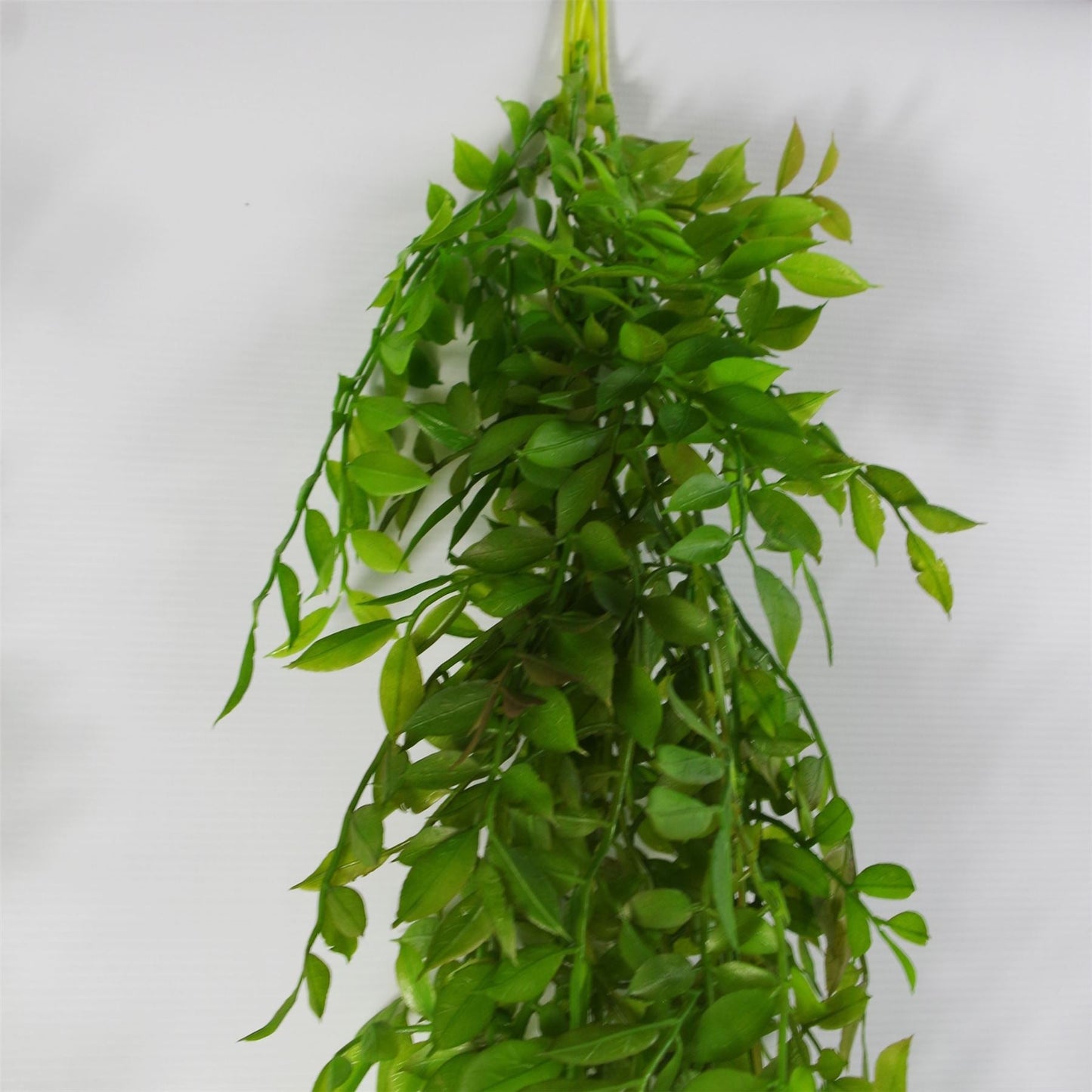 Elegant 100cm Hanging String of Pearls Fern - Lush Dark Green Beauty - plants - express.com