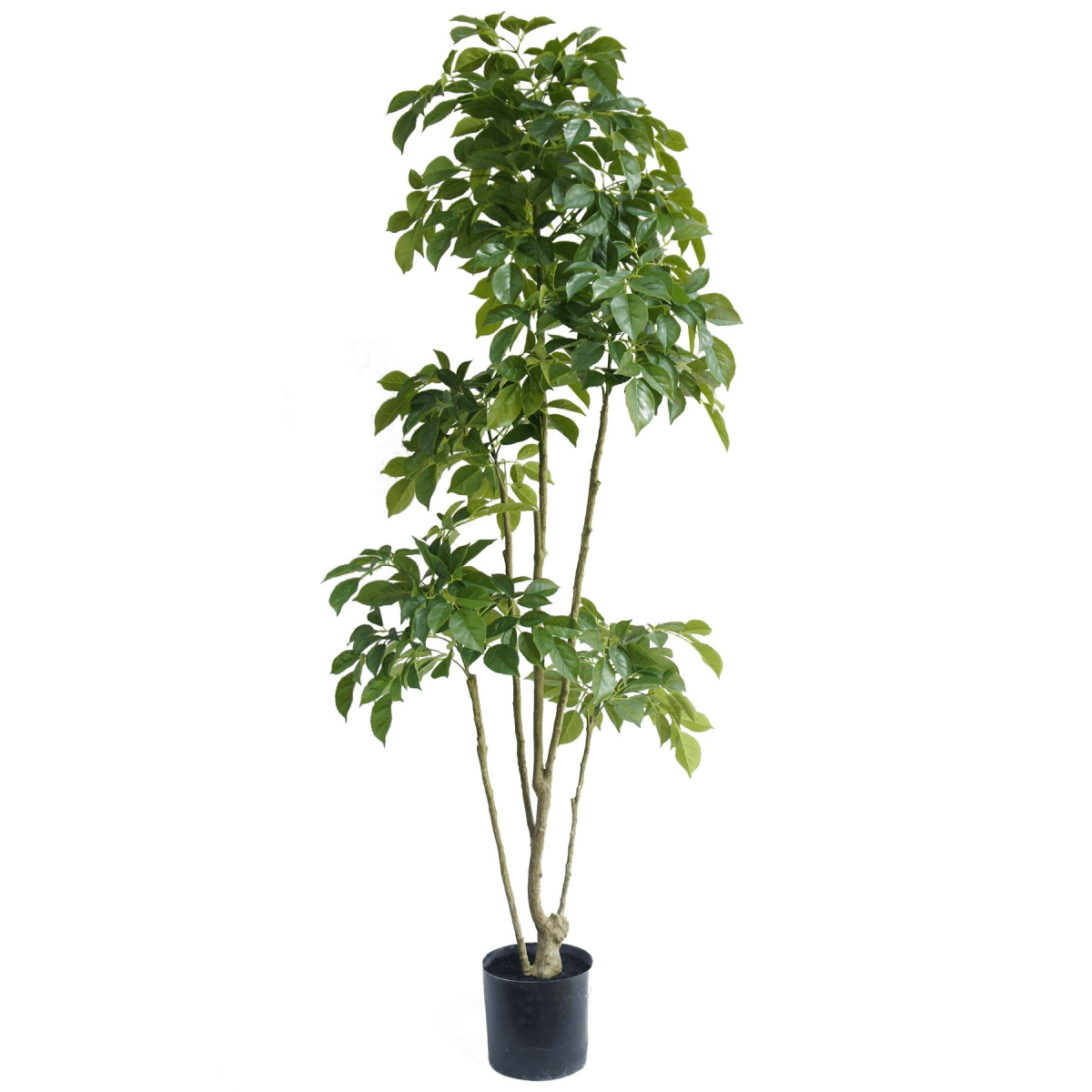 Elegant 180cm Radermachera Artificial Tree - Lush & Low - Maintenance Décor - plants - express.com