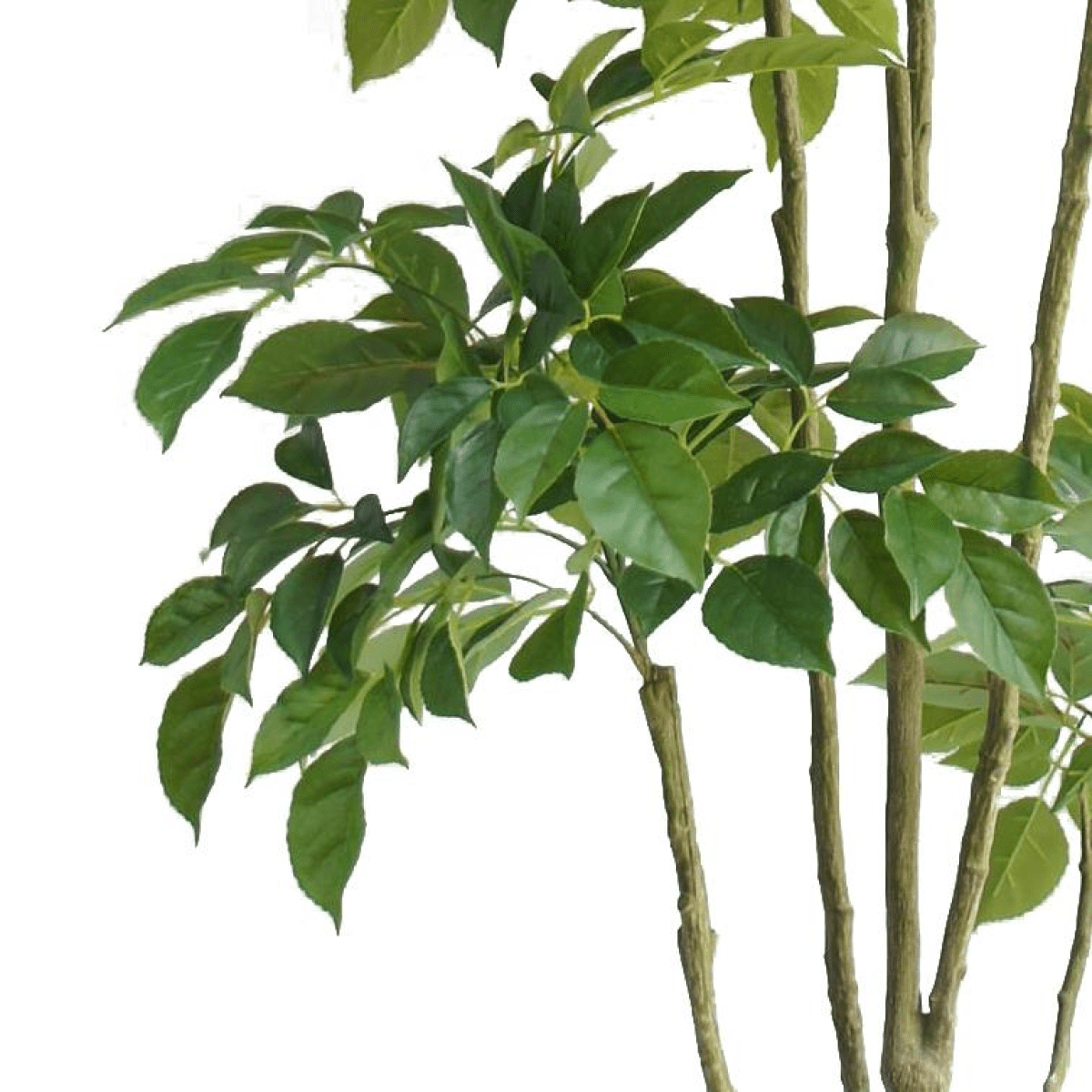 Elegant 180cm Radermachera Artificial Tree - Lush & Low - Maintenance Décor - plants - express.com