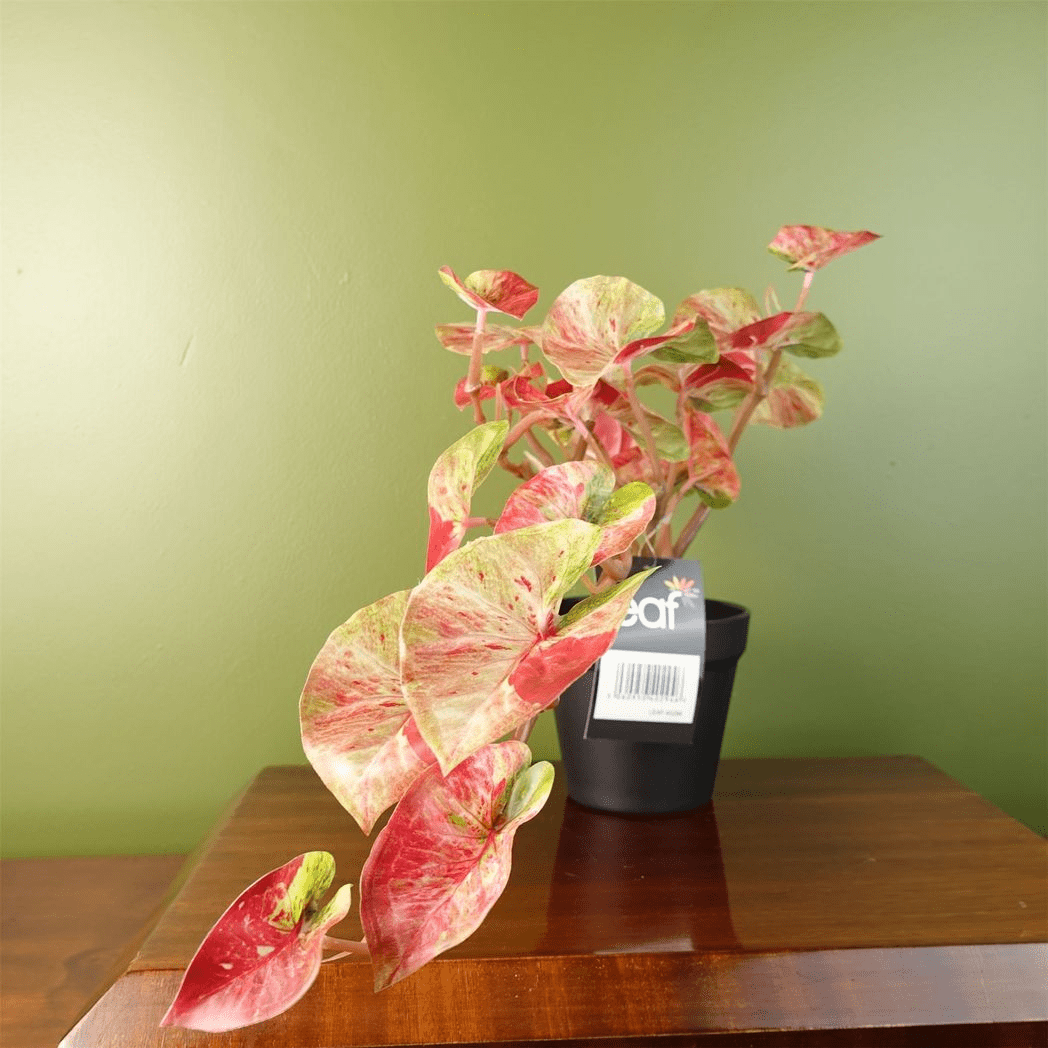 Elegant 30cm Artificial Pink Caladium Plant in Decorative Pot - Lifelike Beauty - plants - express.com