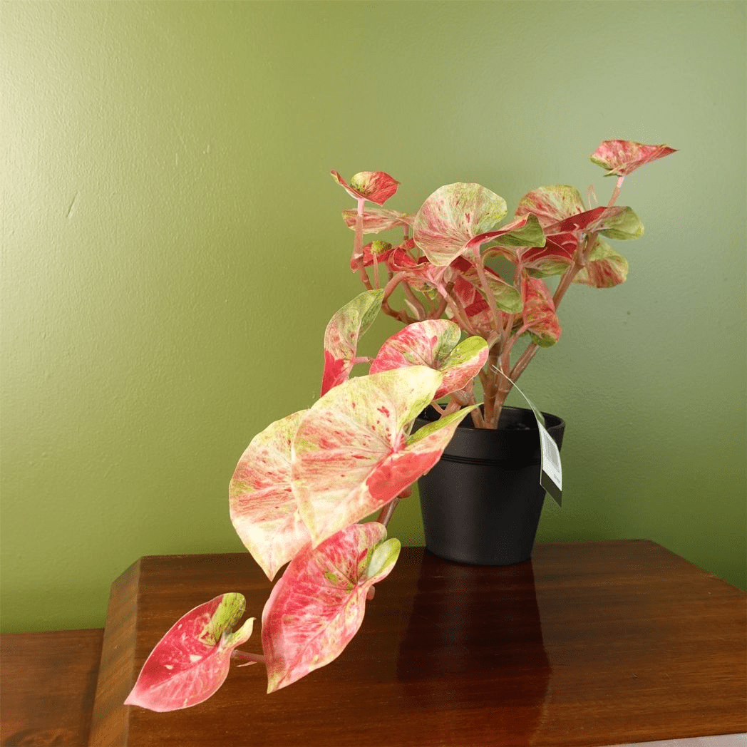 Elegant 30cm Artificial Pink Caladium Plant in Decorative Pot - Lifelike Beauty - plants - express.com