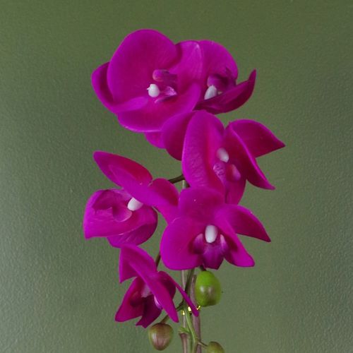 Elegant 46cm Dark Pink & Gold Artificial Orchid with Real Touch Leaves - plants - express.com