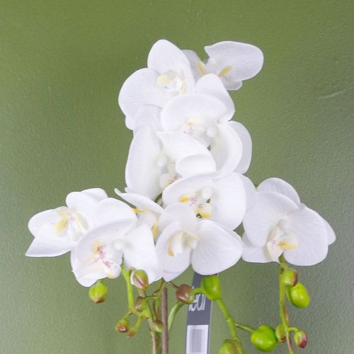 Elegant 54cm White Artificial Orchid in Gold Pot - Lifelike Floral Decoration - plants - express.com