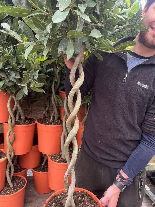 Elegant 5ft Double Spiral Bay Tree | Aromatic Laurus Nobilis | Perfect Home Accent - plants - express.com