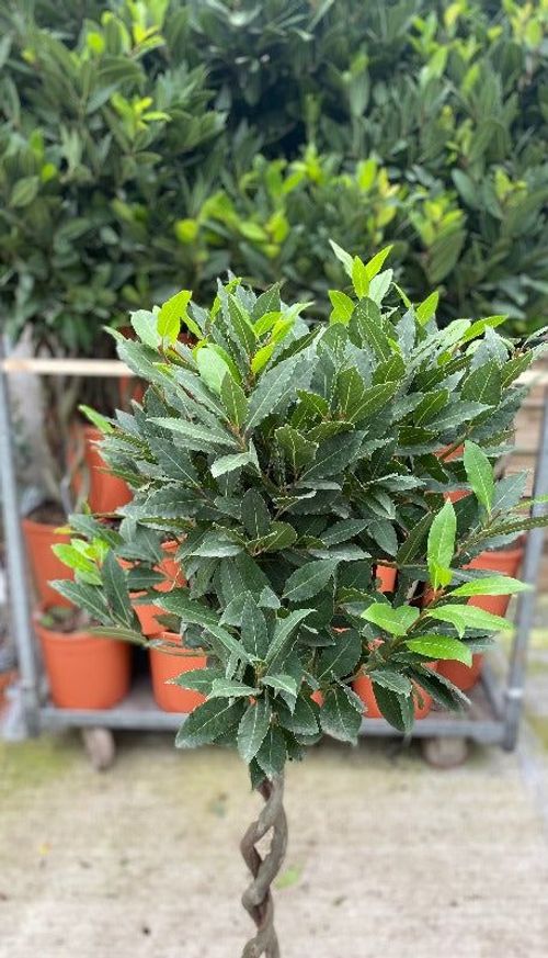 Elegant 5ft Double Spiral Bay Tree | Aromatic Laurus Nobilis | Perfect Home Accent - plants - express.com