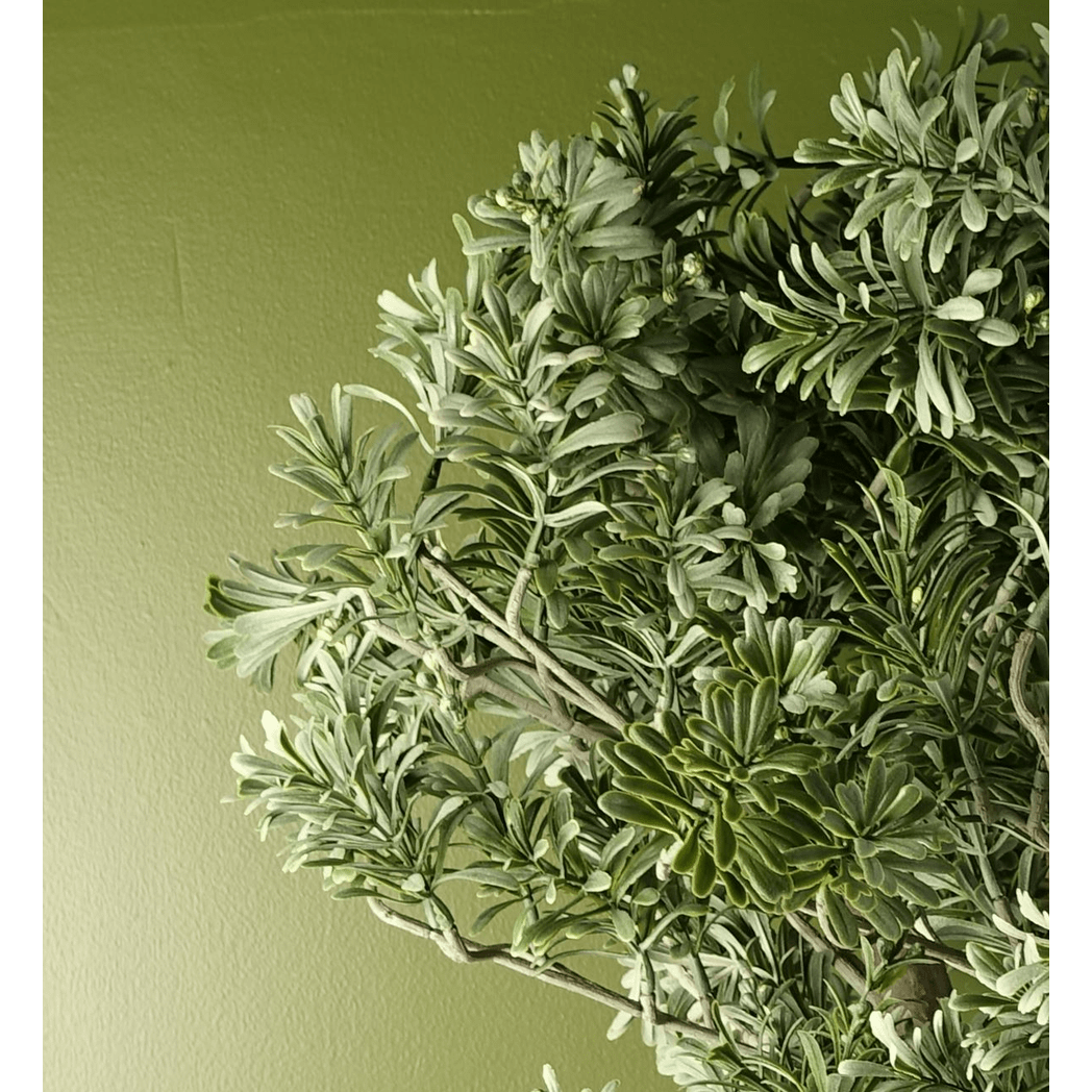 Elegant 70cm Artificial Artemisa Evergreen Shrub - Perfect Home Decor! - plants - express.com