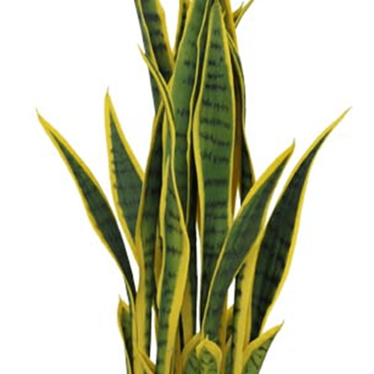 Elegant 70cm Faux Sansevieria Plant in Sturdy Pot - Modern Home Décor - plants - express.com
