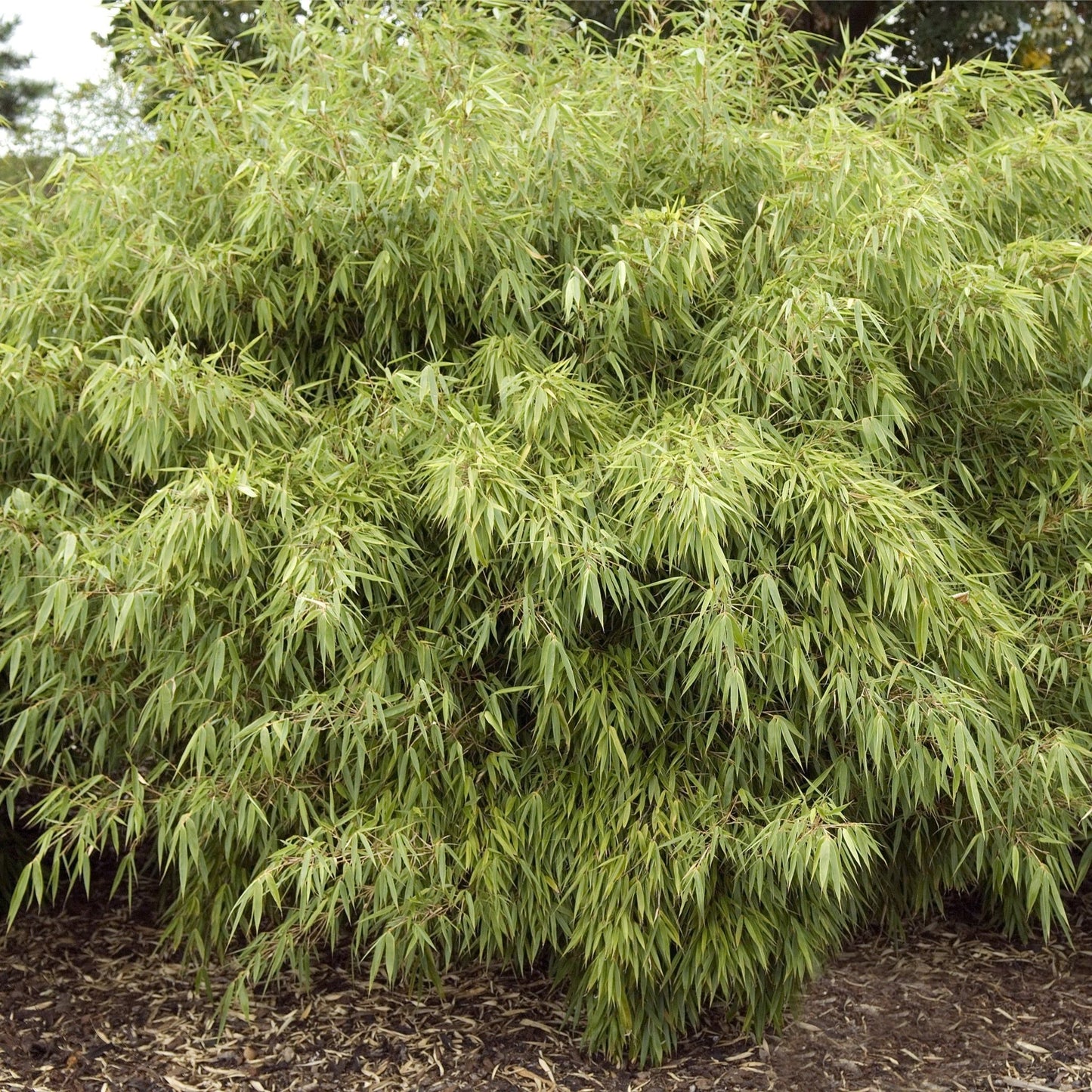 Elegant Fargesia Rufa Bamboo - Compact, Non - Invasive Beauty for Your Garden! - plants - express.com