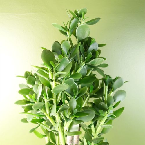 Elevate Your Space: 75cm Luxe Artificial Green Jade Plant Décor - plants - express.com