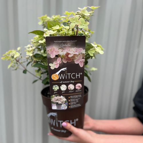 Enchanting Hydrangea 'Ophelia' - Color - Changing Blooms, Perfect for Your Garden! - plants - express.com