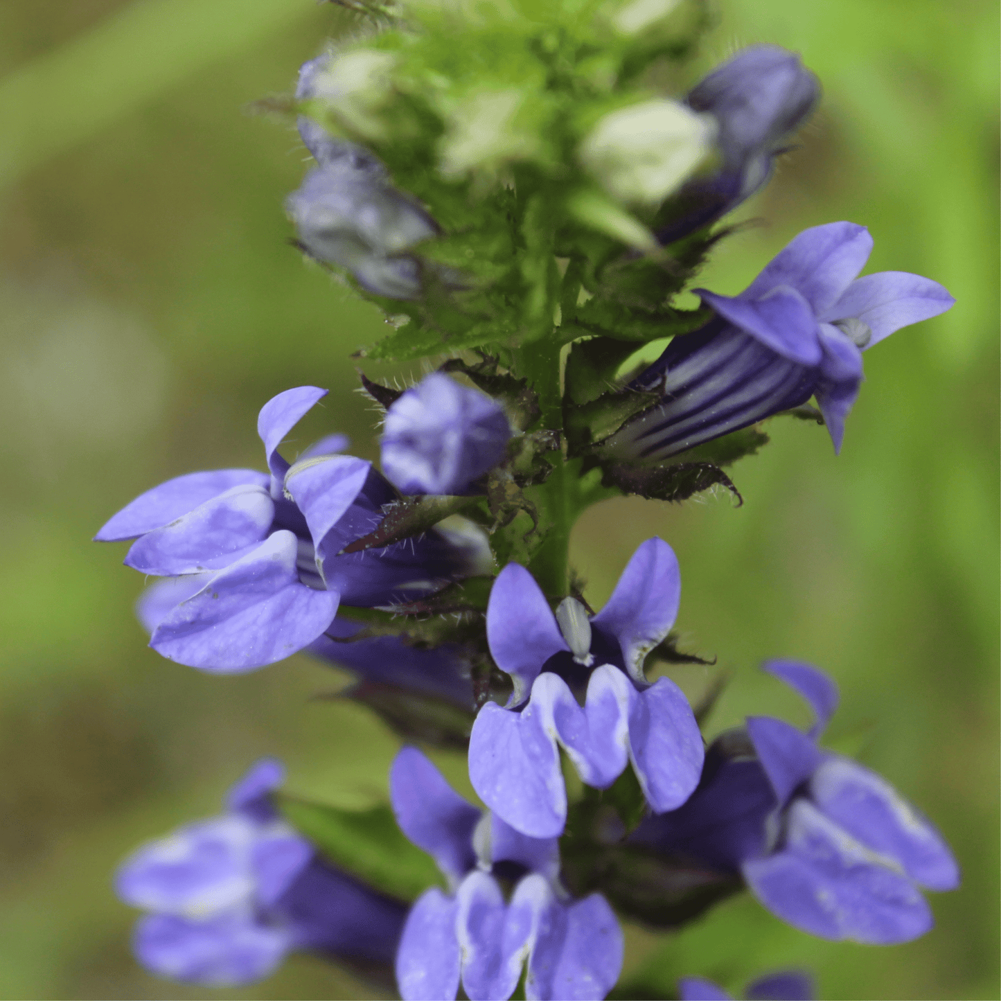 Enchanting Lobelia 'Fan Blue' - Vibrant Perennial with Stunning Rose Spikes - plants - express.com
