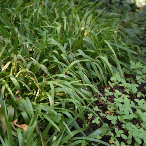 Enchanting Luzula Sylvatica: Lush Green Ground Cover for Shaded Gardens - plants - express.com