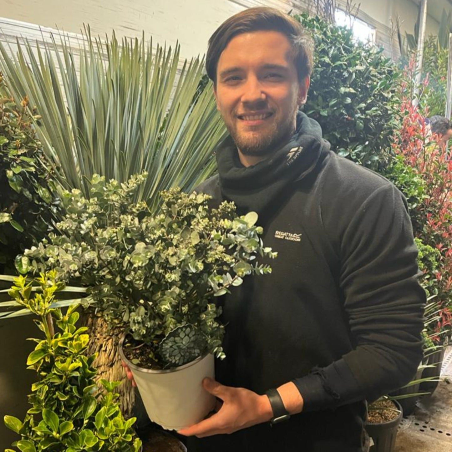 Eucalyptus pulverulenta 'Baby Blue' 2L Pot - Silver - Blue Foliage - plants - express.com