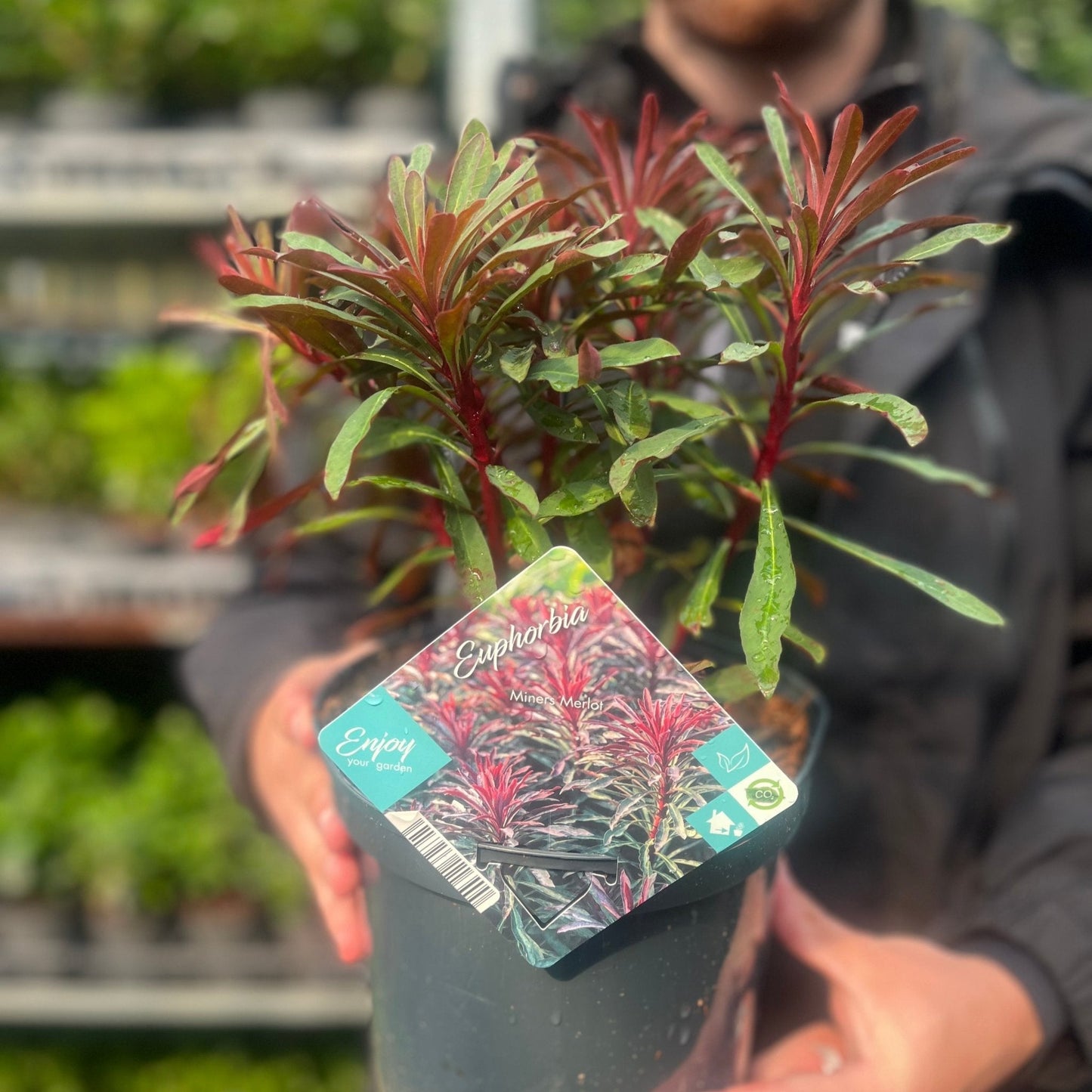 Euphorbia 'Miners Merlot' 3L - plants - express.com