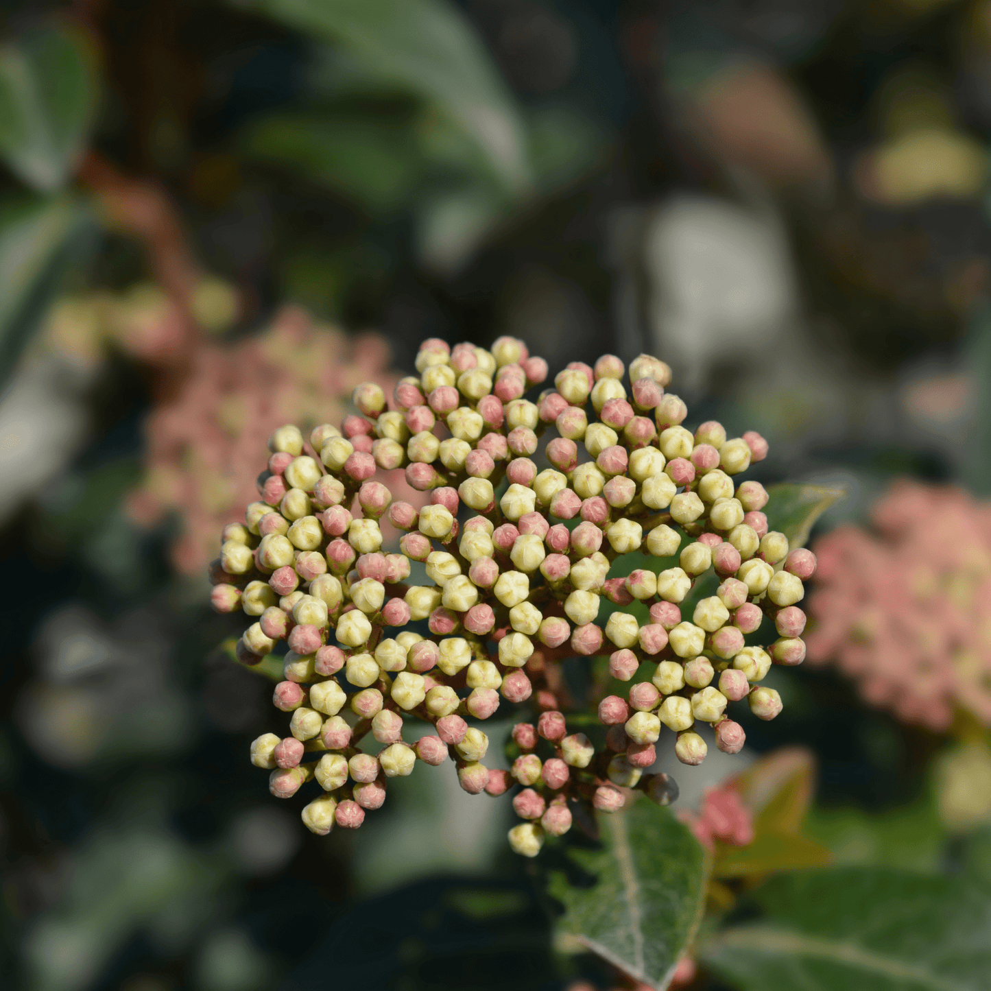 Evergreen Viburnum 'Eve Price' - Year - Round Blooms & Berries, RHS Award Winner! - plants - express.com