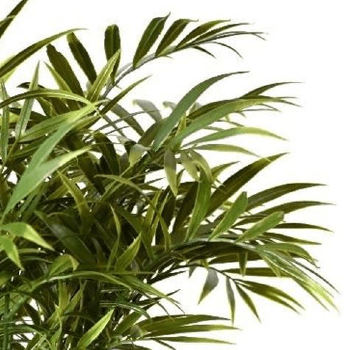 Fire Retardant Artificial Palm Tree Stems - Set of 6, 40cm Chic Decor - plants - express.com