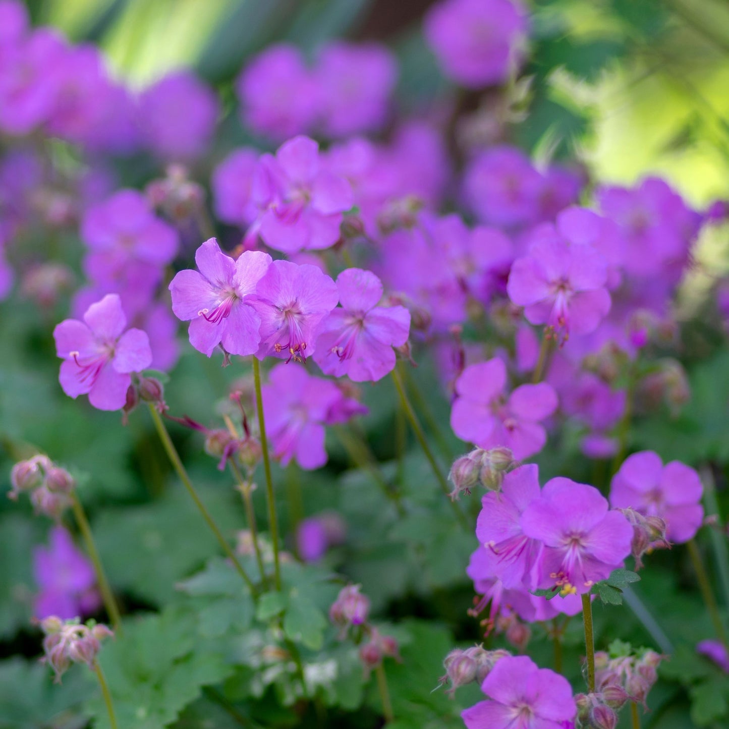Geranium Karmina - Hardy Semi - Evergreen Perennial, Blooms Summer to Frost - plants - express.com