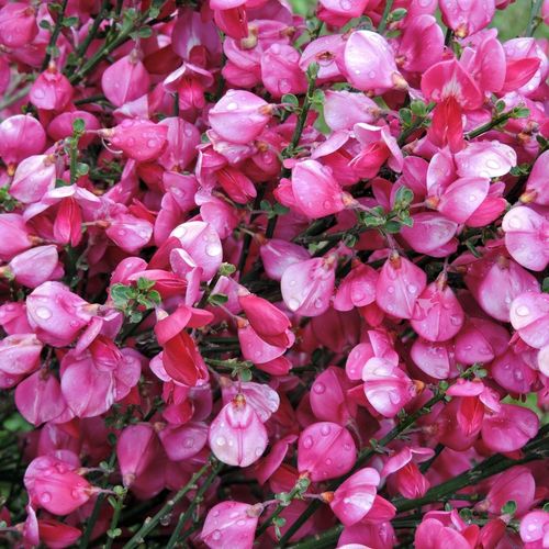 Golden Bloom Cytisus 'Zeelandia' - Vibrant Spring Shrub for Pollinator Gardens - plants - express.com