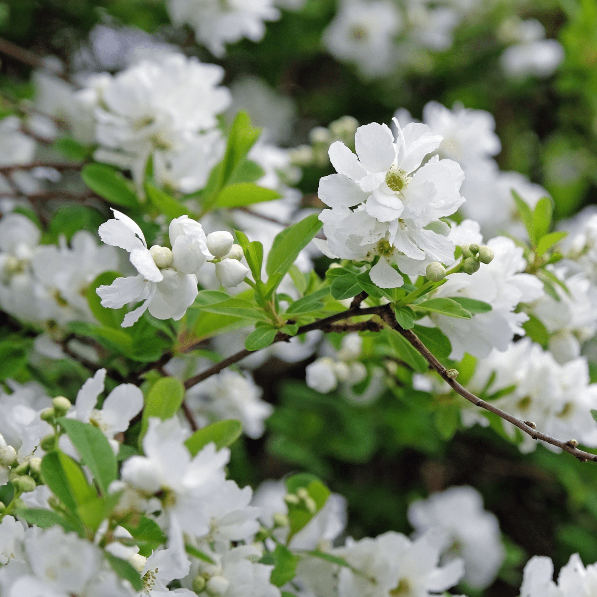 Graceful Pearl Bush - Exochorda Racemosa 2L: Elegant White Blooms for Your Garden - plants - express.com
