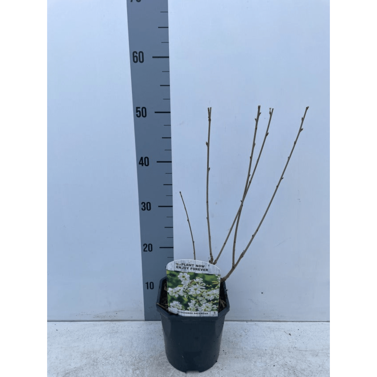 Graceful Pearl Bush - Exochorda Racemosa 2L: Elegant White Blooms for Your Garden - plants - express.com