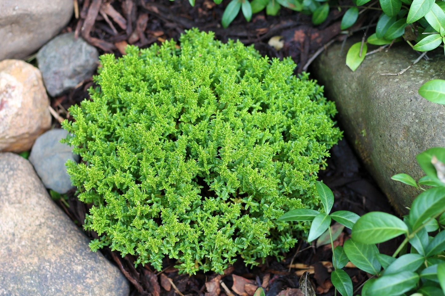 Hebe 'Emerald Gem' 'Green Globe' 9cm / 1L / 2L - plants - express.com