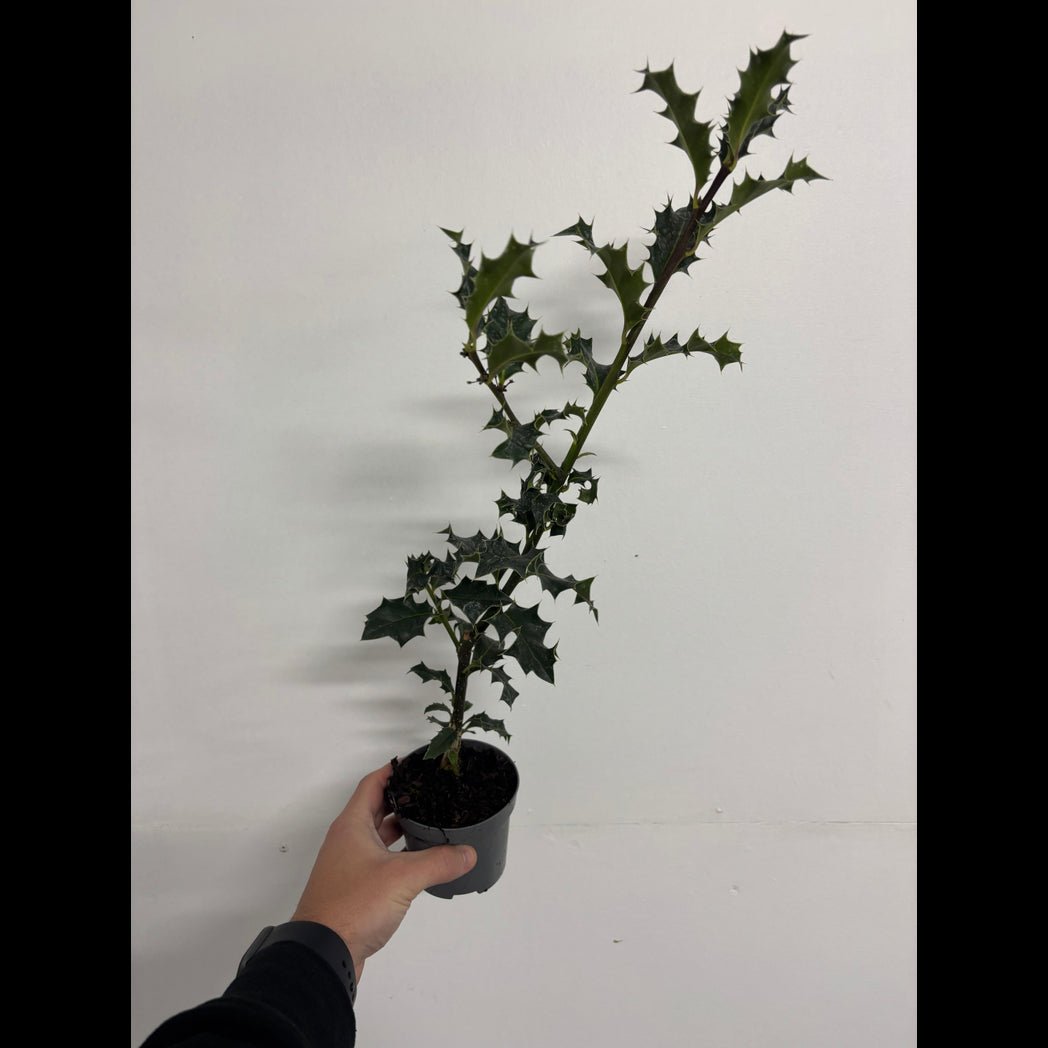 Ilex Aquifolium Holly Bush - Evergreen Hedge Plant 9cm/2L - plants - express.com