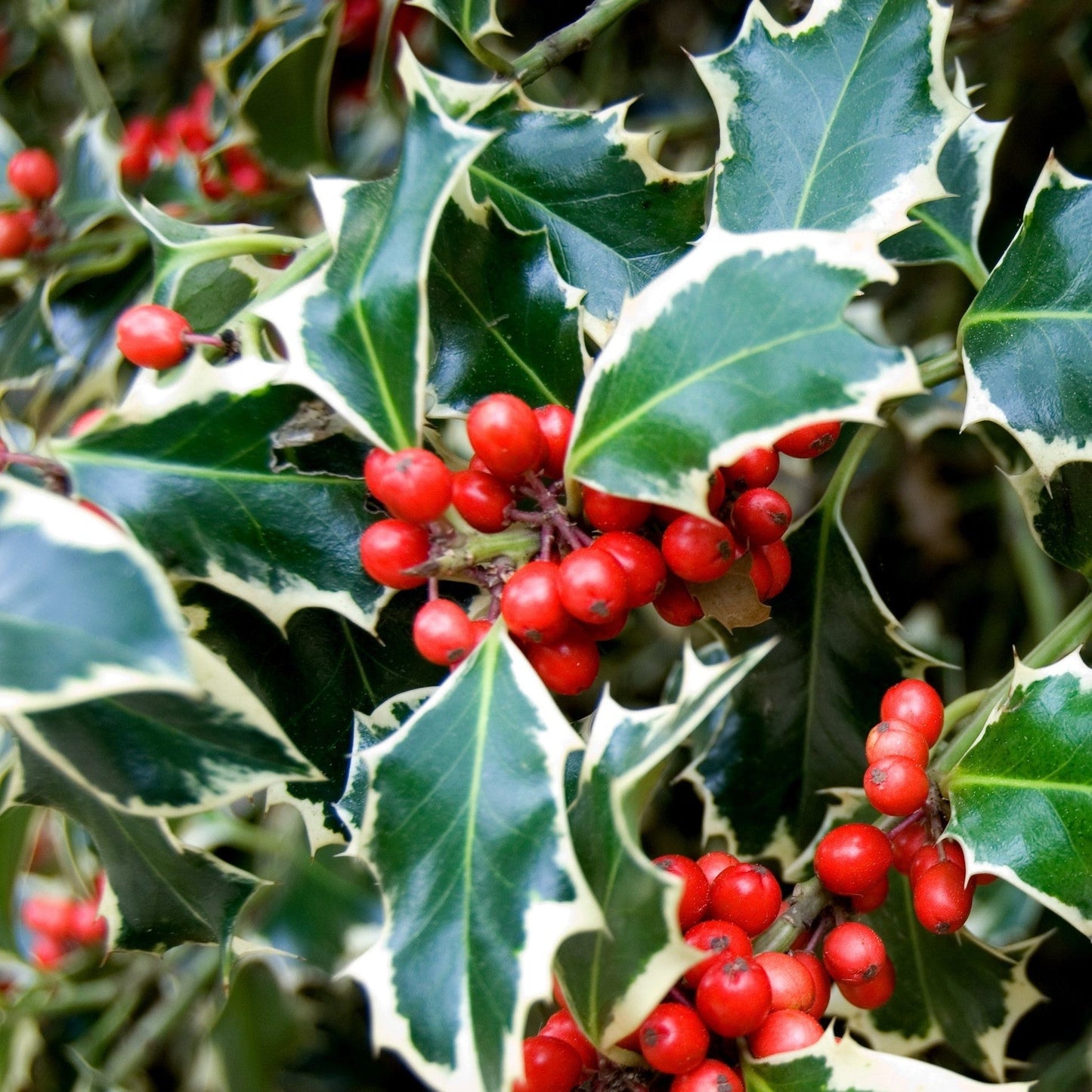 Ilex 'Argentea Marginata' Holly - Variegated Evergreen with Red Berries - plants - express.com