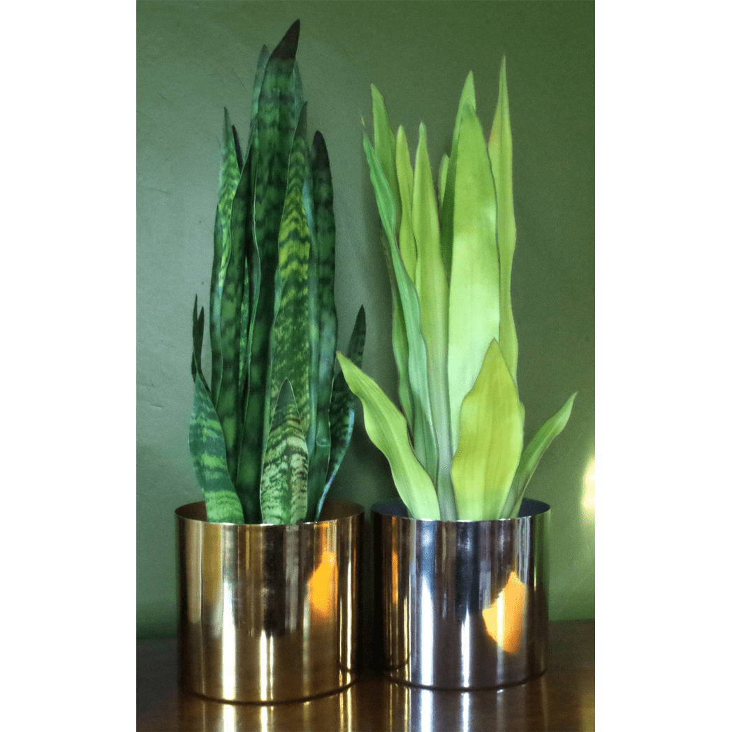 Lifelike 70cm Artificial Sansevieria Zeylanica - Customizable Beauty for Any Space! - plants - express.com
