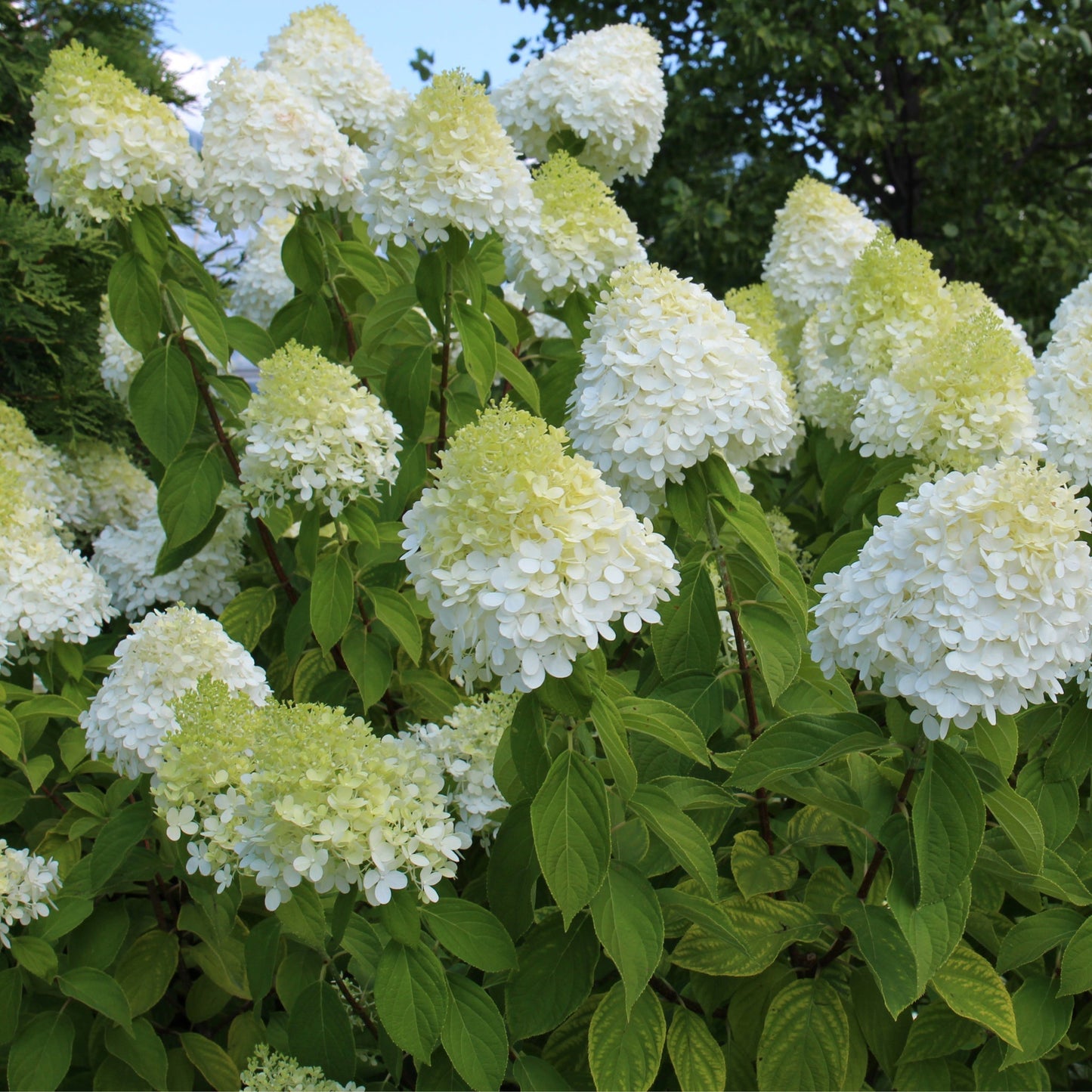 LimeLight Hydrangea Tree – Stunning Color Shift & Massive Blooms! - plants - express.com