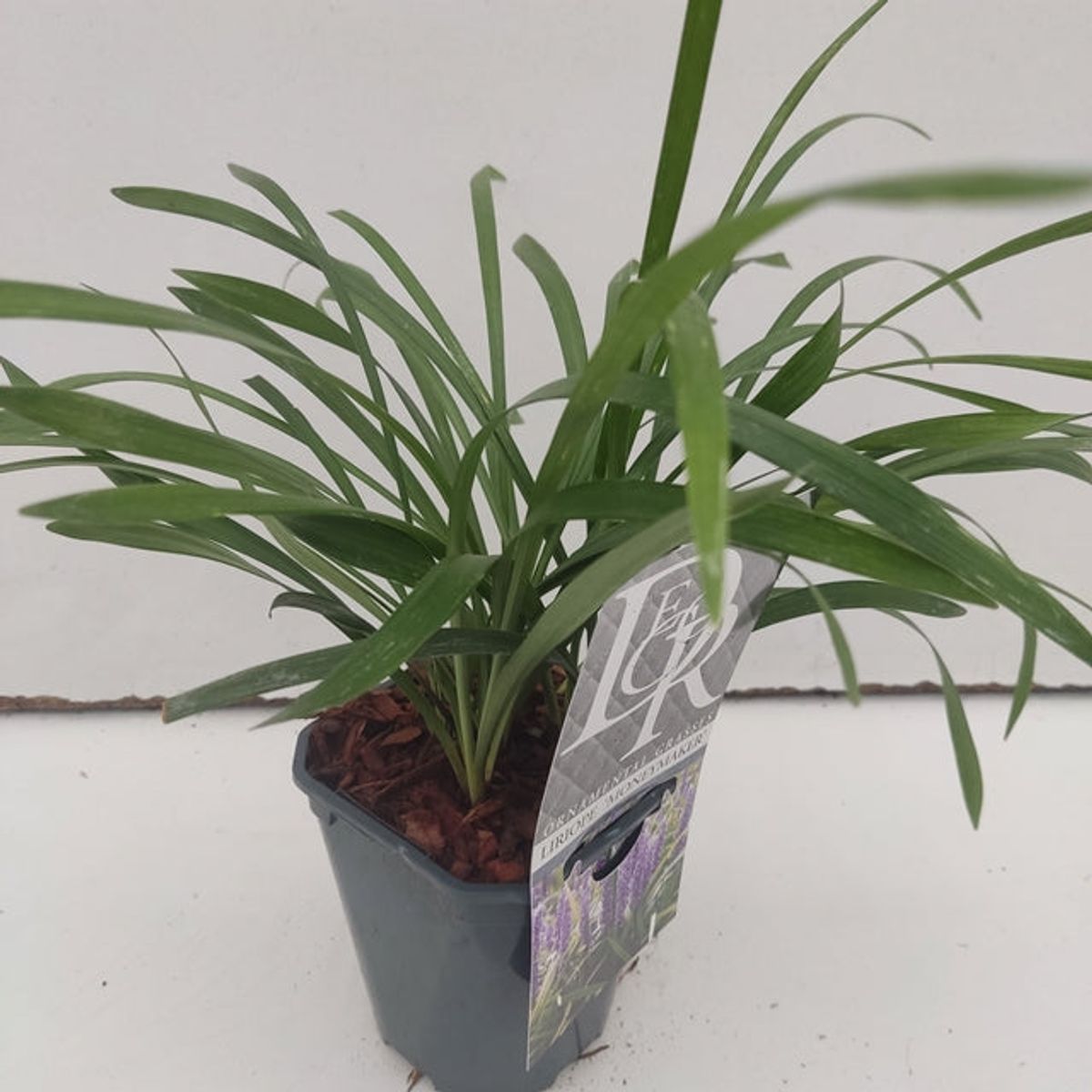 Liriope muscari 'MoneyMaker' - Evergreen Groundcover, 1L - plants - express.com