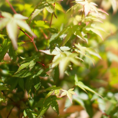 Living Acer palmatum 'Little Princess' - plants - express.com
