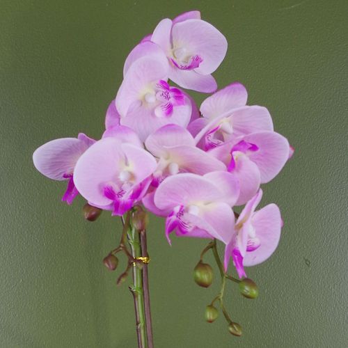 Luxurious 50cm Light Pink Artificial Phalaenopsis Orchid in Silver Pot - plants - express.com
