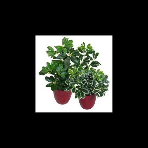 Luxurious 55cm Dark Green Artificial Umbrella Plant - 450 Lifelike Leaves! - plants - express.com