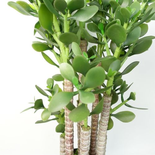 Luxurious 75cm Artificial Green Jade Plant – Stunning Home Decor Accent - plants - express.com