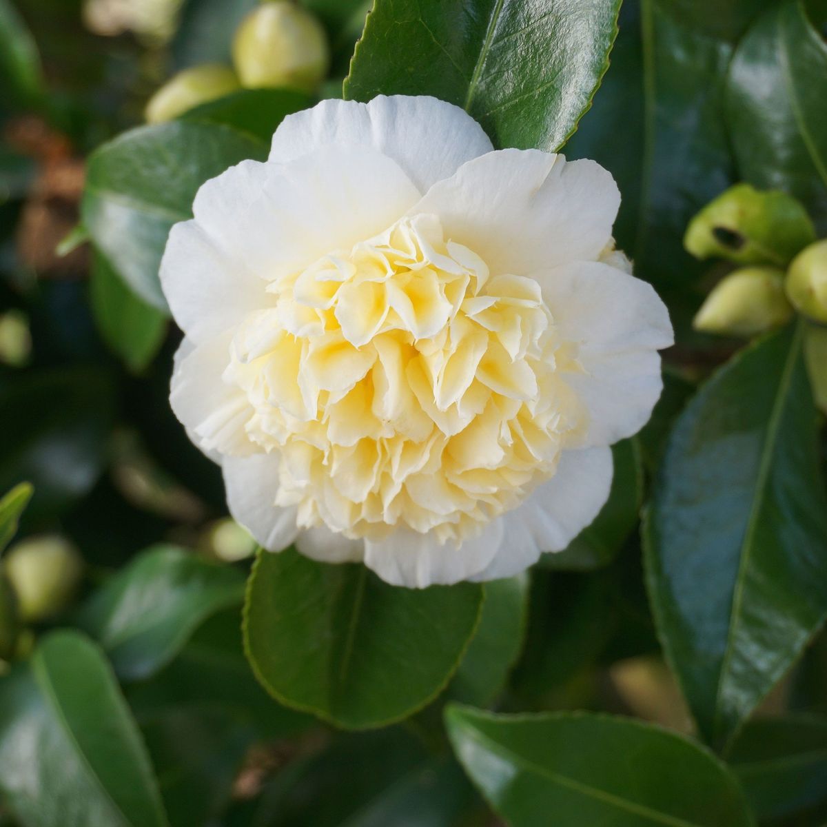Regal Camellia Japonica 'Nobilissima' - 9cm Pot, Elegant Blooms Await!