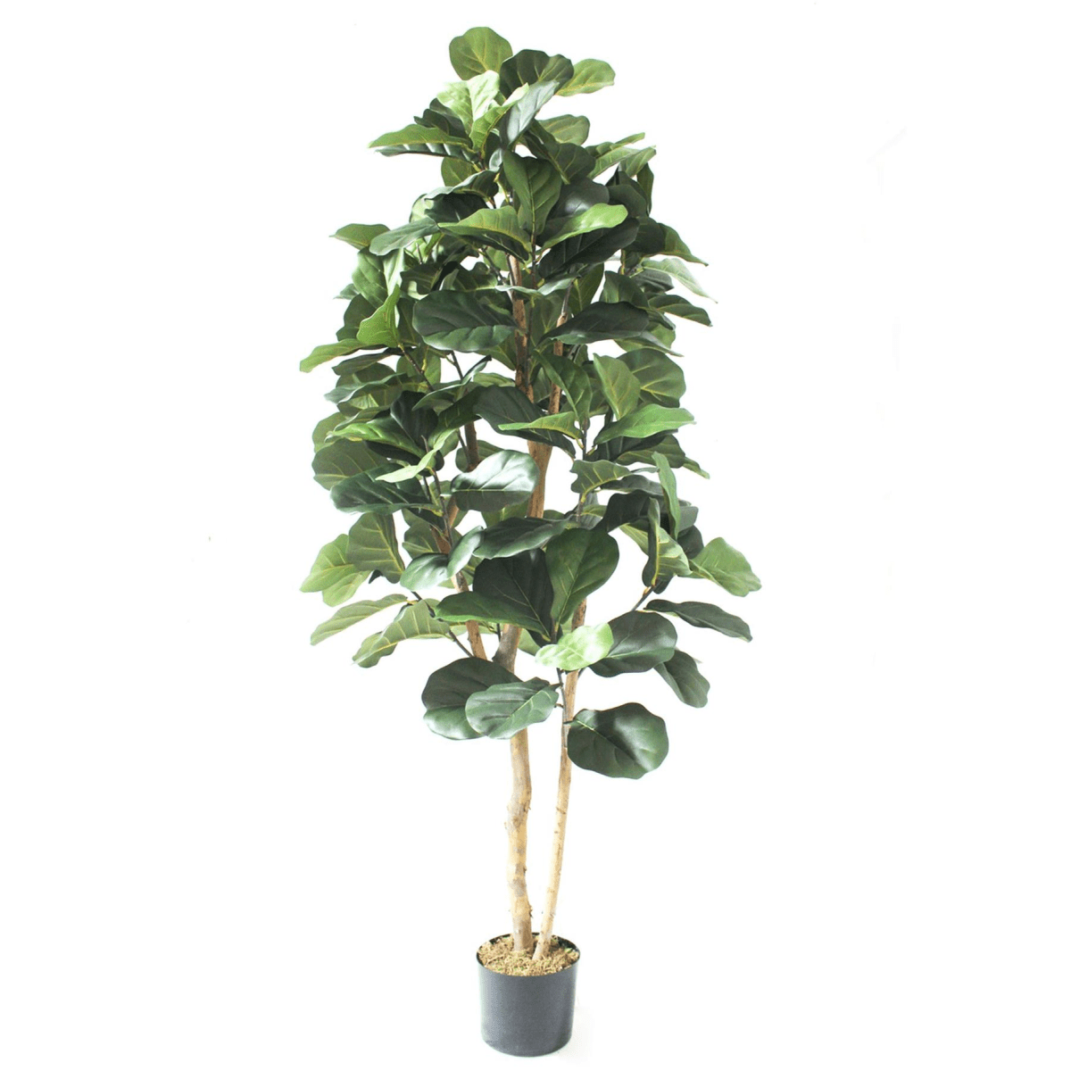 Majestic 180cm Artificial Fiddle Fig Tree - Lush, Lifelike Elegance! - plants - express.com