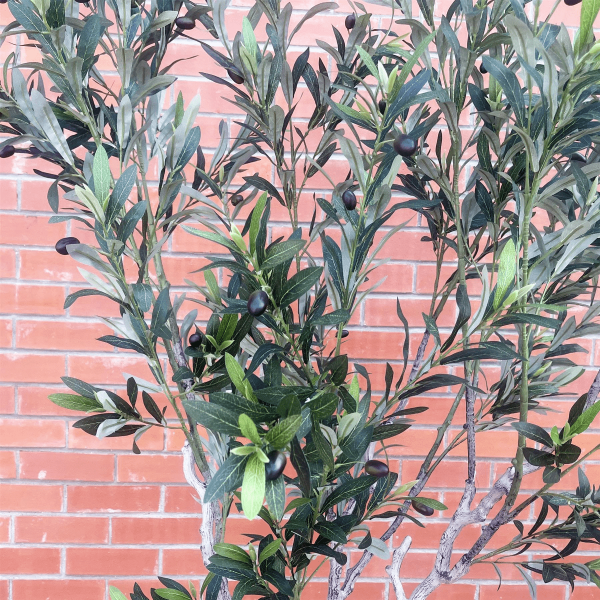 Majestic 200cm XXL Faux Olive Tree with Elegant Planter - Perfect Statement Decor! - plants - express.com
