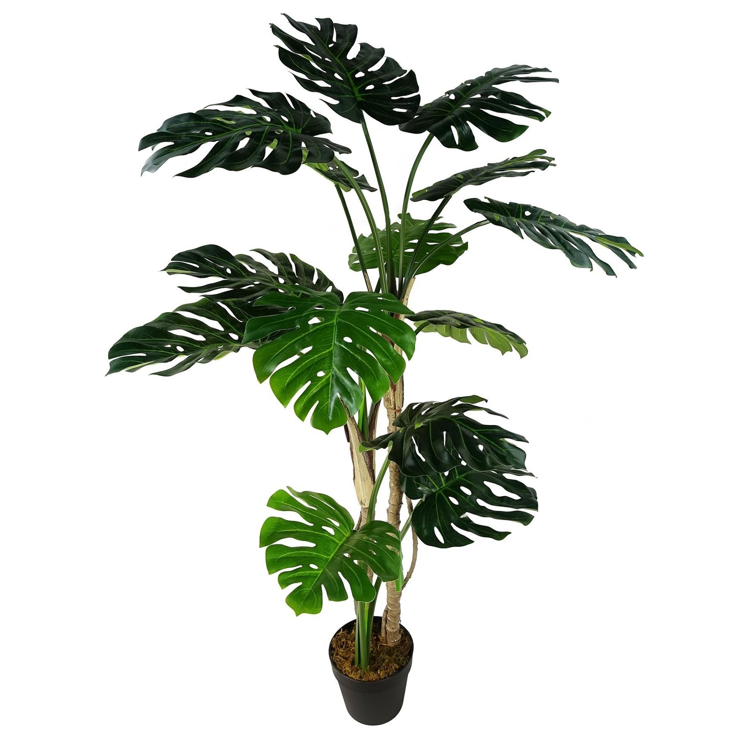Majestic 5ft Faux Monstera Cheese Plant in Sleek Black Pot – Perfect Décor! - plants - express.com