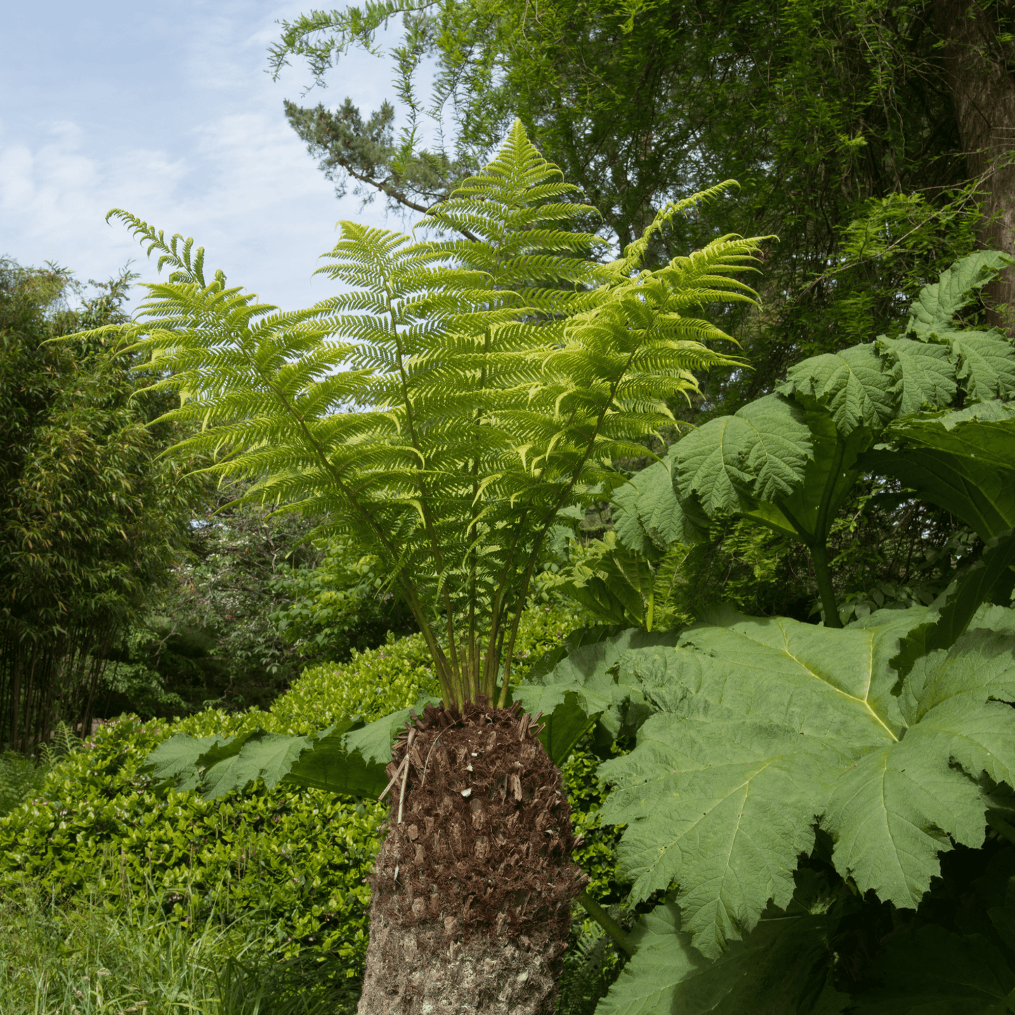 Majestic Tasmanian Tree Fern - Dicksonia antarctica (1/2/5L) - plants - express.com