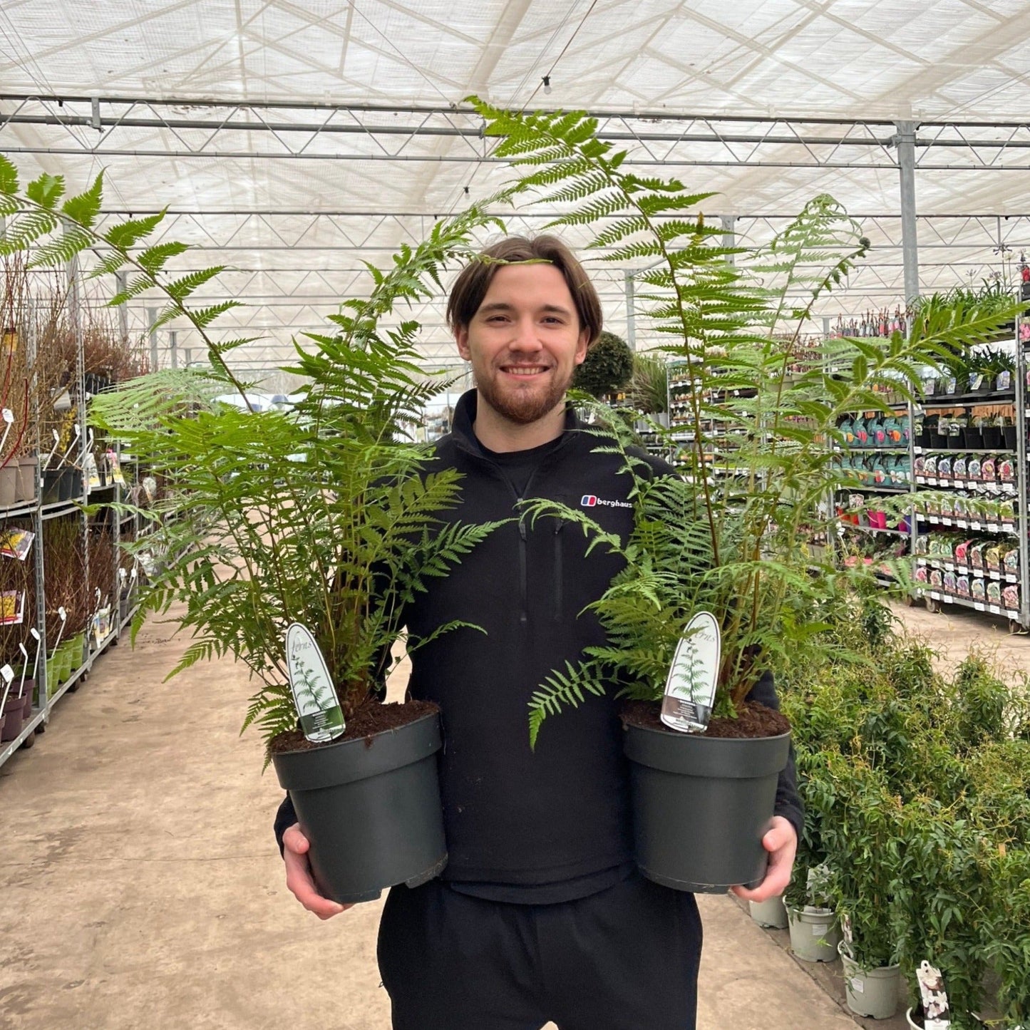 Majestic Tasmanian Tree Fern - Dicksonia antarctica (1/2/5L) - plants - express.com