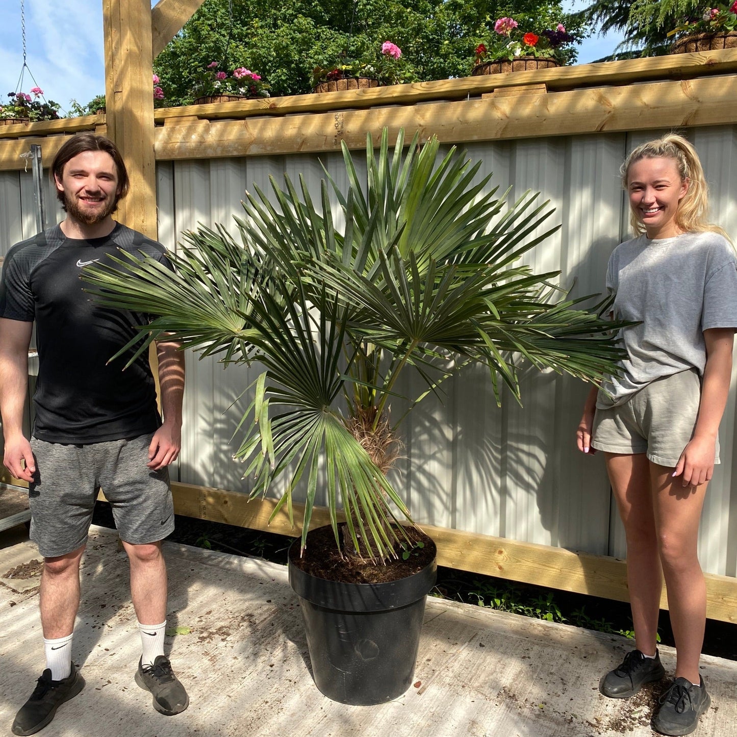 Majestic Trachycarpus Fortunei Palm – Tropical Elegance for Your Garden! - plants - express.com