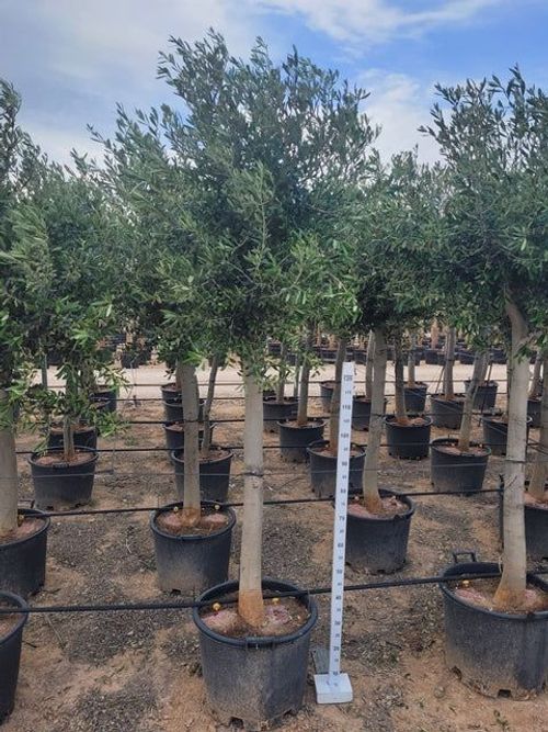 Olive Tree 40L 200 - 220cm - plants - express.com