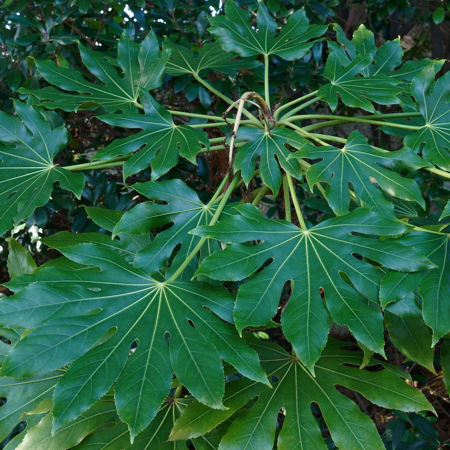 Ornamental Fatsia Japonica - Lush Evergreen Shrub for Home & Garden - plants - express.com