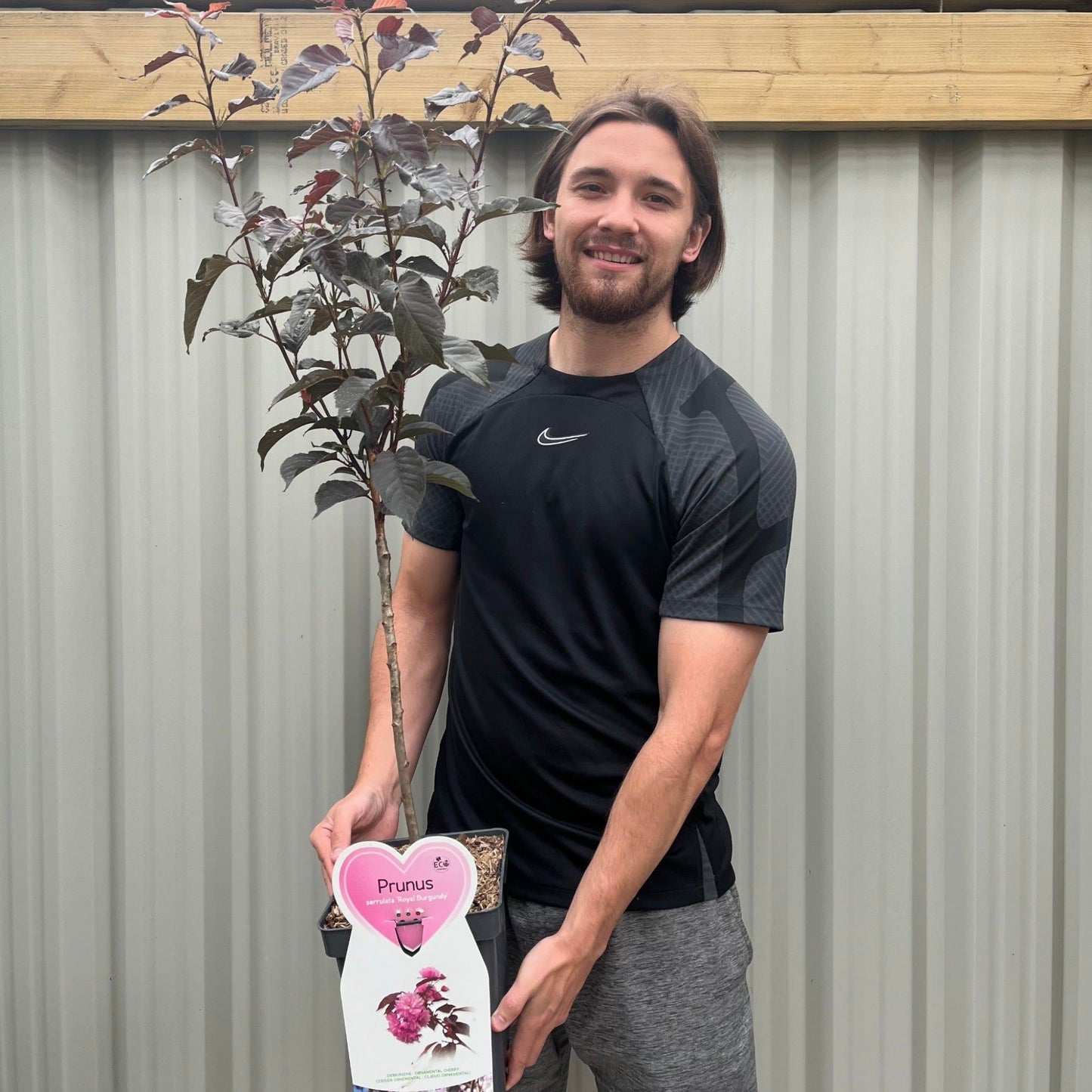 Ornamental Flowering Cherry Blossom Tree Dwarf - Prunus serrulata 'Royal Burgundy' 1m - plants - express.com